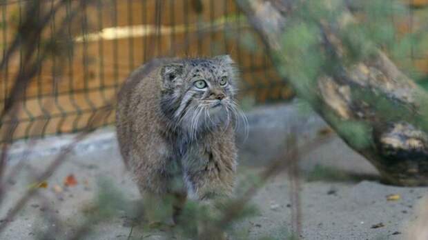 Фото: барнаульский зоопарк / t.me/zoo22ru