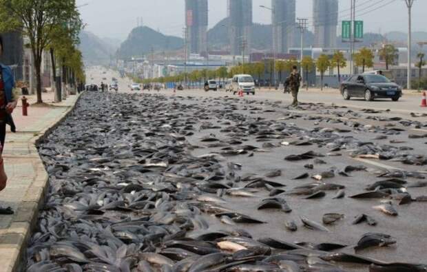Рыба выпала на дорогу в Китае