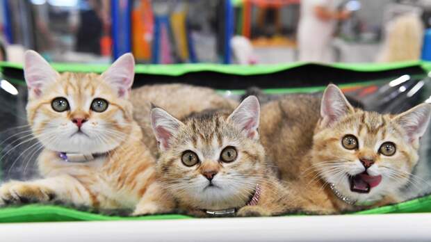 Зоопсихолог Капустина: Кошки могут отравиться от подаренных на 8 марта цветов