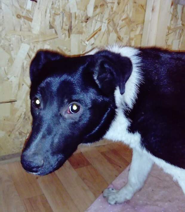 В Челябинске спасли собаку, которая полгода жила под киоском и не могла выбраться