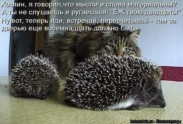 Котоматрица: Хозяин, я говорил,что мысли и слова материальны? А ты не слушаешь и ругаешься: "ЁЖ твою двадцать!" Ну вот, теперь иди, встречай, пересчитывай - 