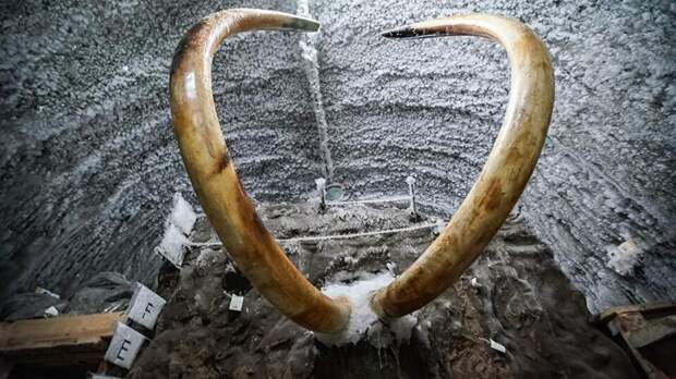 Антиквар из РФ организовал крупный канал контрабанды останков мамонтов в Европу