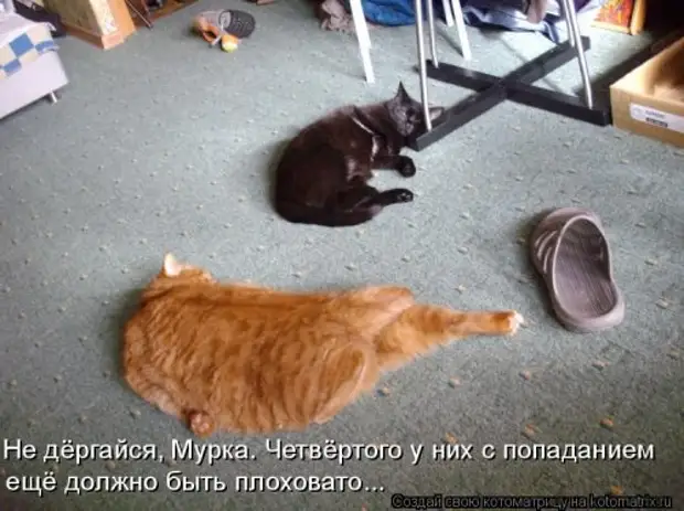 Жизнерадостные коты))