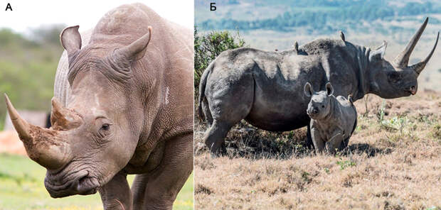 Рис.1. Рога у (А) белого (Ceratotherium simum) и (Б) черного (Diceros bicornis) носорогов