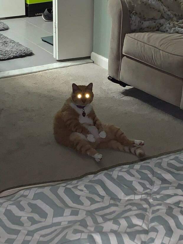Толстый кот