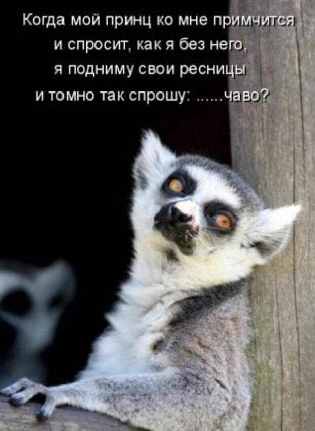 Котоматрицы: Мысли вслух