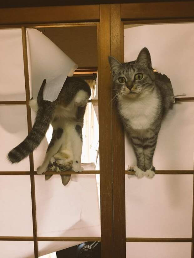 Коты думают, что новые японские двери - их новая игрушка животные, кот, коты, кошки, приколы с животными, смешно, фото, юмор