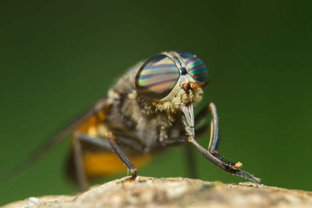 SHOT: кровожадные слепни начали появляться в центральной России из-за потепления