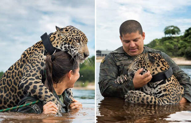 Спасённый ягуар вырос ручным, как домашний кот