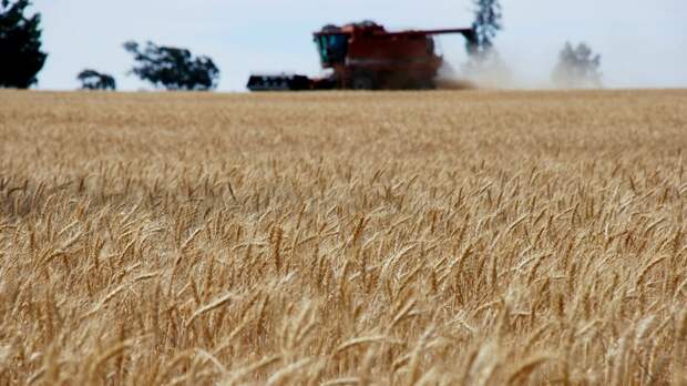 Доля фуража растет. Какие виды на урожай-2023 в Алтайском крае?