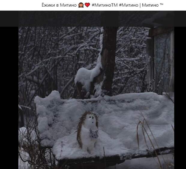 Фото дня: ежик, не впавший в спячку