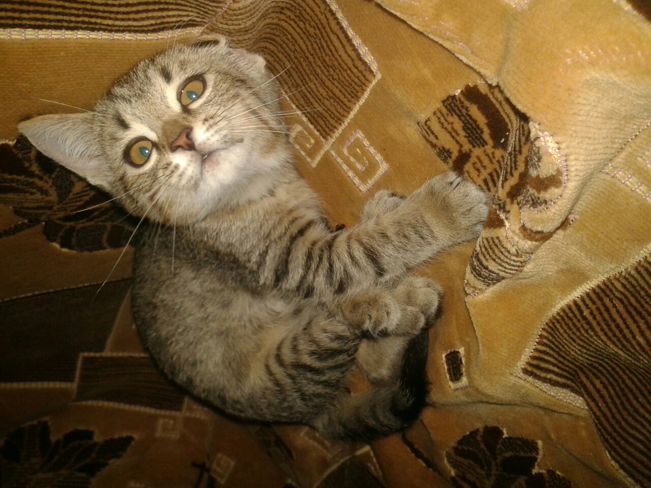 кошка