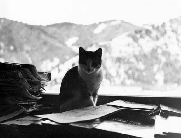 Кот сидящий среди писем и газет Хэма