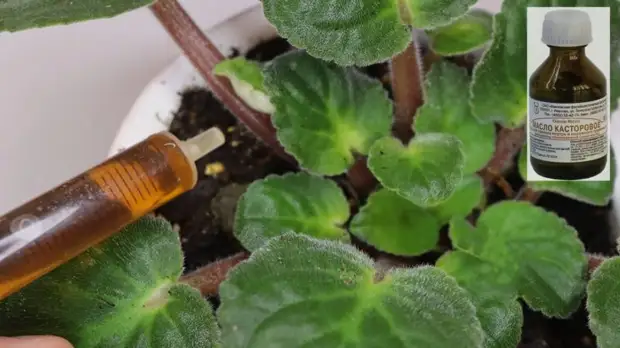 �������� ����� ��� ������� ��������: ����� 10 ������ ��� ��������