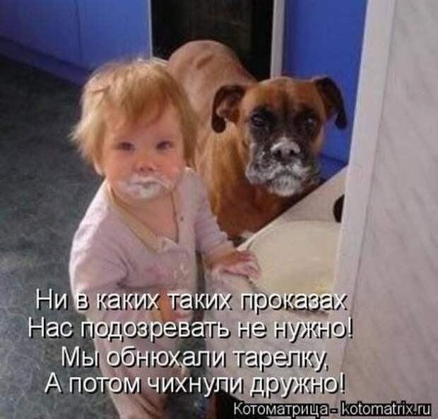 Котоматрицы(картинки с надписями)