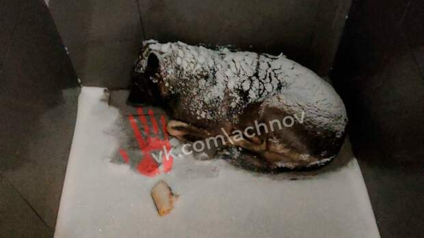 "Додо Пицца" поможет собаке, из‑за которой уволили курьера