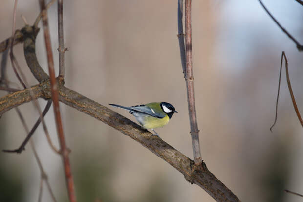 В Туле ожидается малооблачная погода с температурой до +7 градусов 10 марта