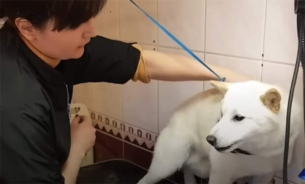 К женщине-парикмахеру привели на стрижку агрессивную собаку: она ее успокоила за 10 секунд: видео
