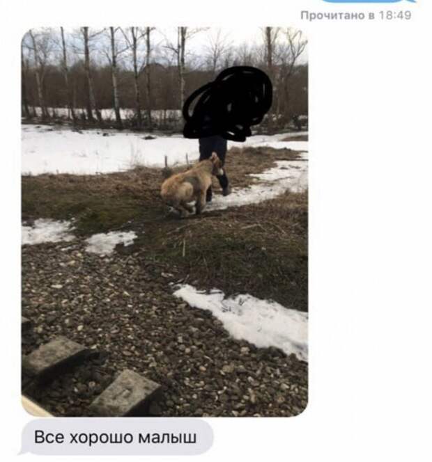 Ради спасения привязанной к рельсам собаки машинист остановил поезд у станции Антропшино происшествия, собака, факты