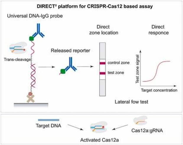 Cas 12. Биосенсоры в биотехнологии. Enzyme-based biosensors.