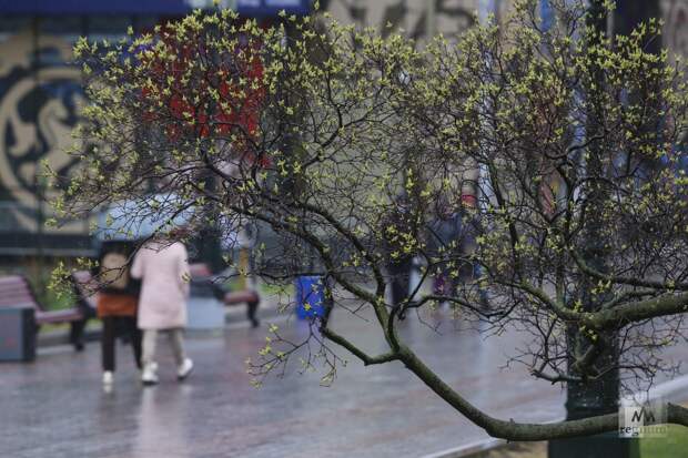 Теплая и дождливая погода ожидает 16 апреля жителей Москвы