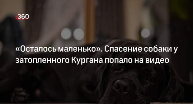 Житель СНТ Черемушки под подтопленным Курганом заснял на видео спасение пса