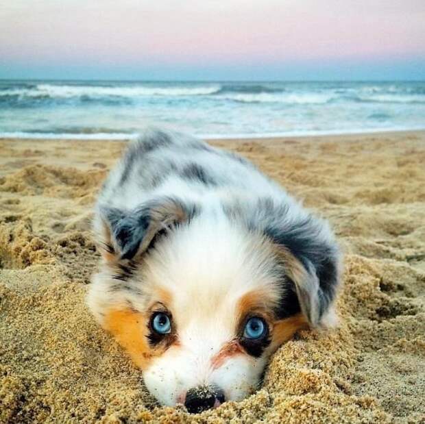 1. Маленький бездельник на пляже животные, настроение, очарование, подборка, собака, фотография, щенок