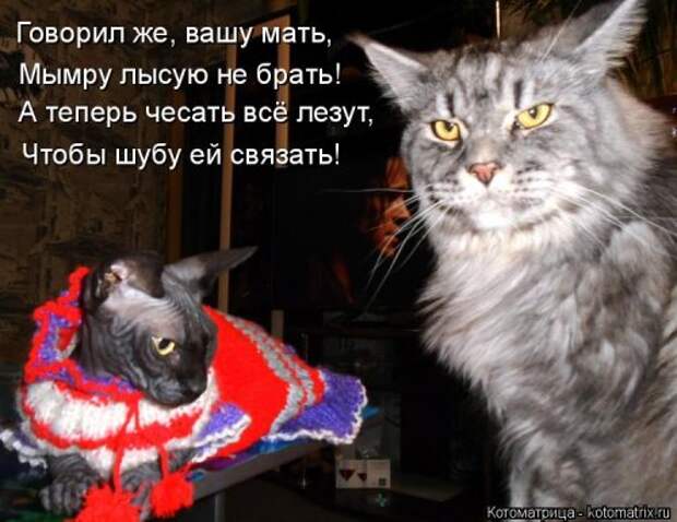 Новая котоматрица для позитива (35 фото)