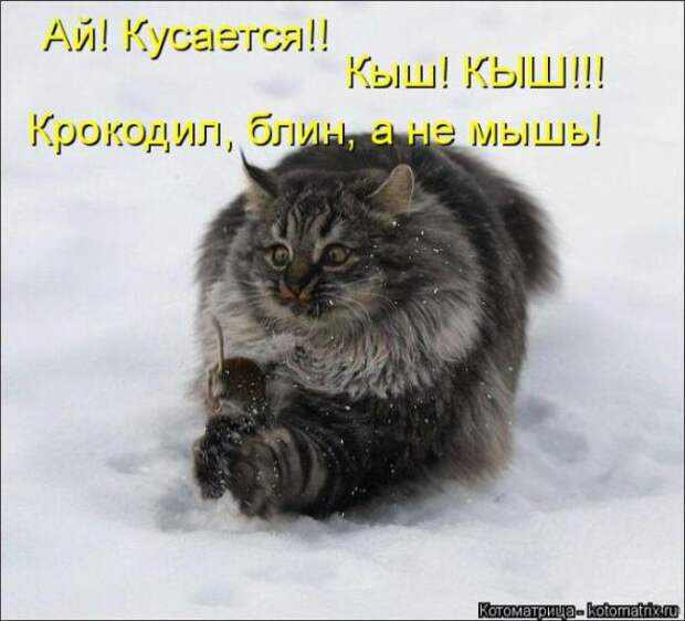 Котоматрицы(картинки с надписями)