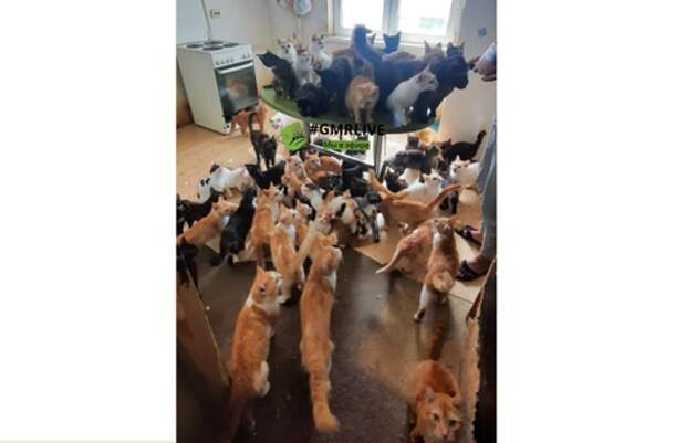 Ужас что творится: 50 кошек поселила в однокомнатной квартире жительница Гидростроя в Краснодаре