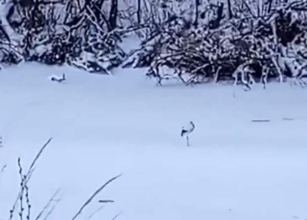 Под Перевозом вновь заметили аиста, который не улетел не юга и остался зимовать