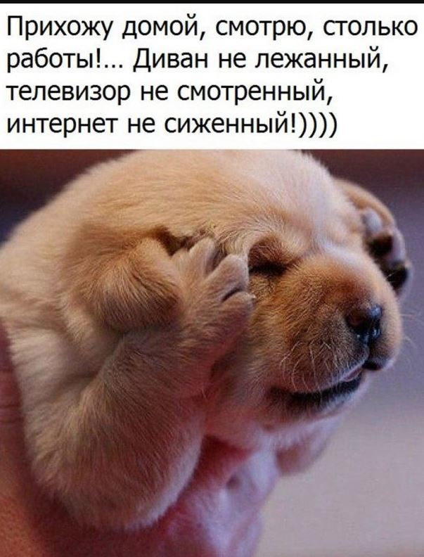 Смешные картинки с надписями ржачные