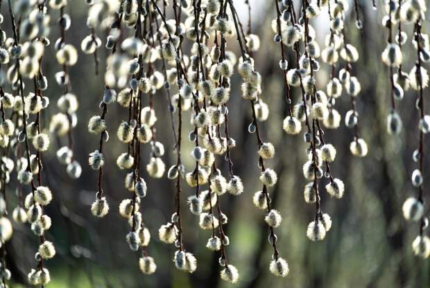 Когда покупка вербы на улице делает вас соучастником преступлений