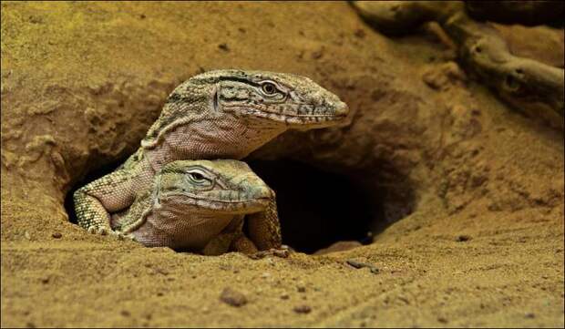 Пустынный крокодил. Какую ящерицу называют пустынным крокодилом
