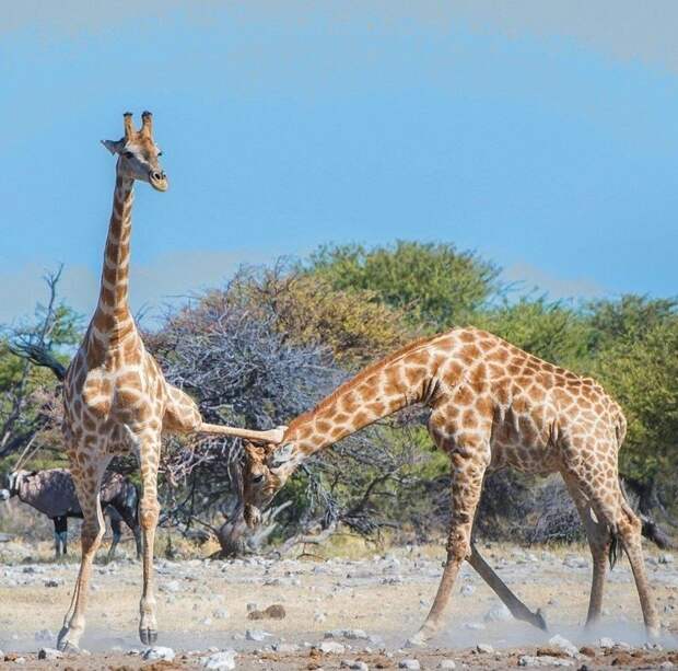 Жираф-каратист после удара в стиле Брюса Ли стал знаменитостью в Сети борьба, в мире, животные, жираф, природа
