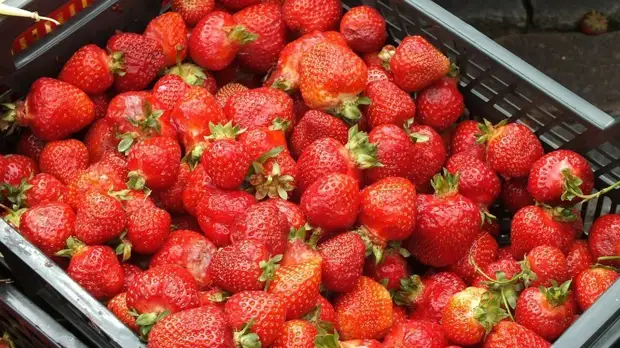 В Австралии задержали подкладывавшего иглы в клубнику