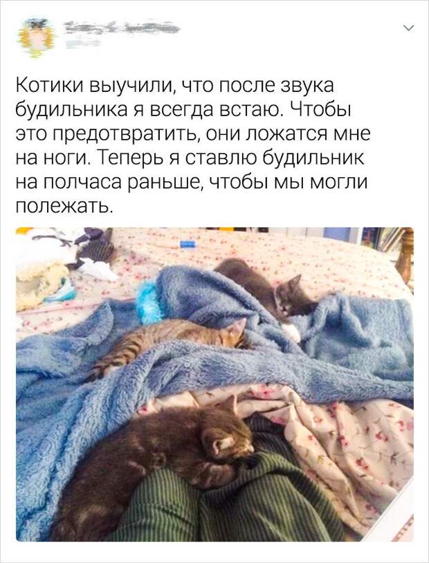Ситуации, которые показывают, что это кошки заводят нас, а не мы их