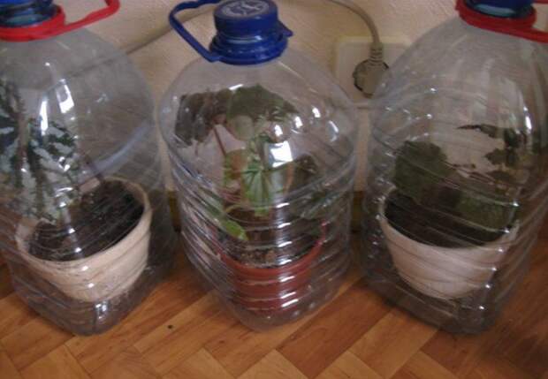 Если растения любят влажную среду, накройте их пластиковыми пятилитровыми бутылками / Фото: i.pinimg.com
