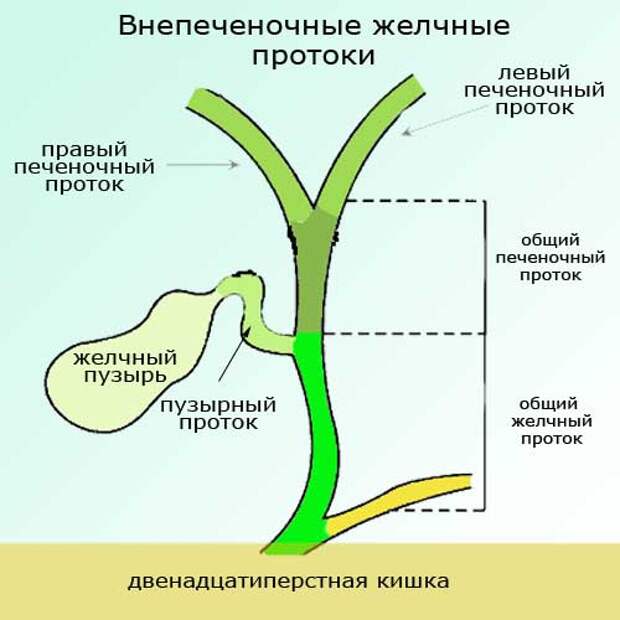 Холедох 4 мм