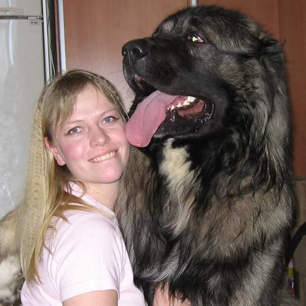 И кавказцы конечно же гиганты, красота, молоссы, огромные, собаки