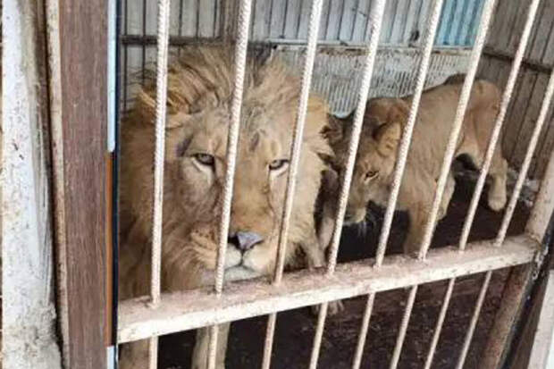 Sohu: в КНР лев утащил 10-летнюю девочку к себе в вольер