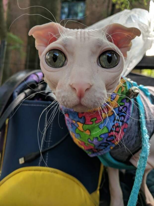 кот позирует