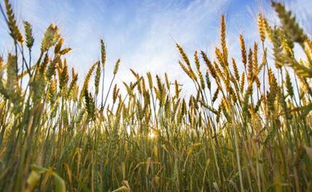 Тихие американские убийцы способны уморить и украинцев, и русских