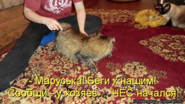 Котоматрицы(картинки с надписями)