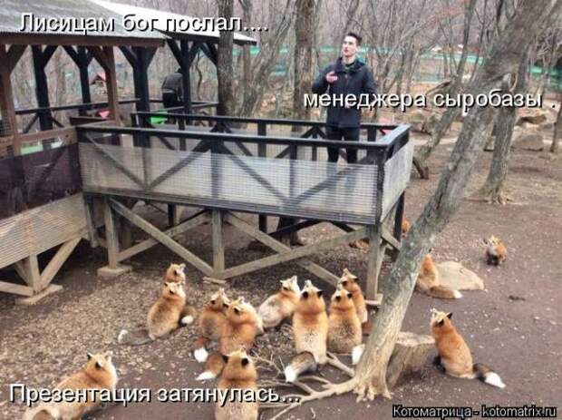 Забавные животные (50 фото)