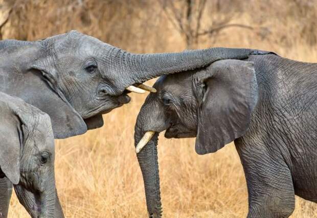 Для слонов, как и для людей, приветствие – дело сложное.