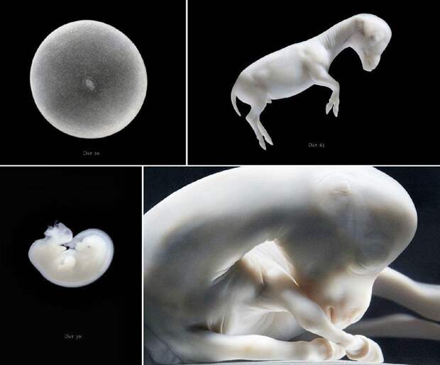 Грация прекрасных лошадей в фотопроекте Equus