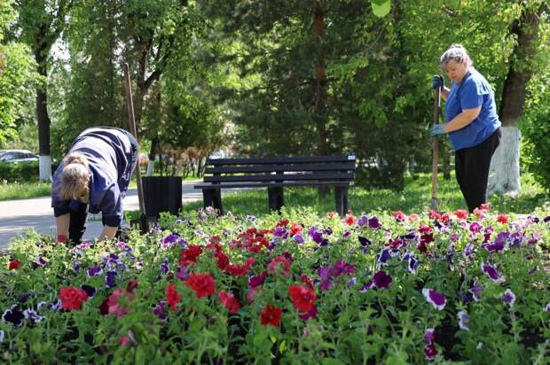 В Новомосковске приступили к высадке цветов на городские клумбы
