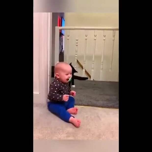 Коты- воспитатели