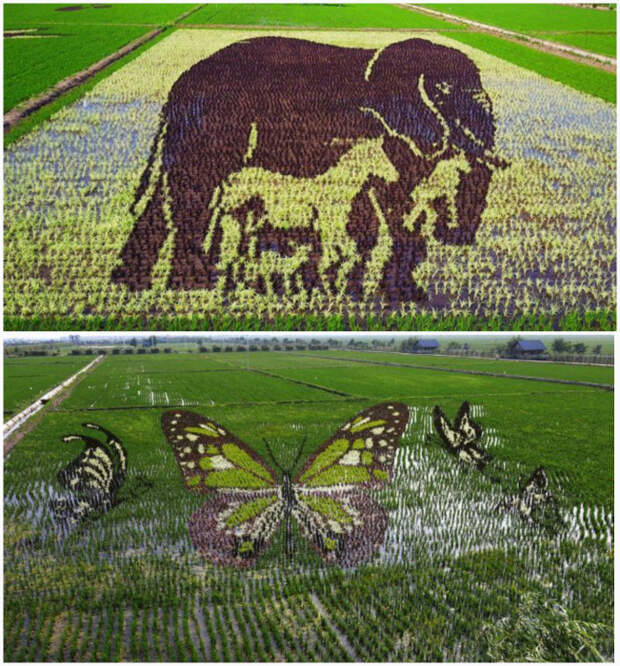 Объемные картины на рисовых полях. | Фото: Gooza.